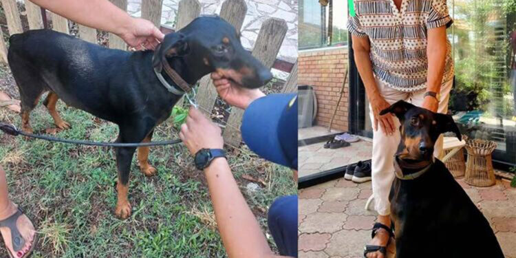 Berzeg'in köpeği 'Tina', kaybolmadan önceki haline döndü