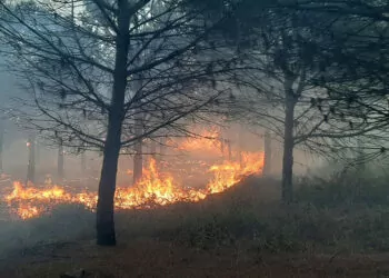 Çanakkale'nin biga ilçesinde ormanda yangın