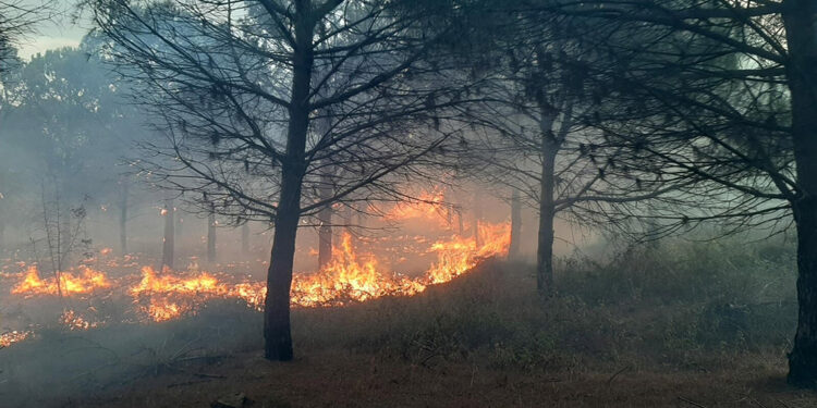 Çanakkale'nin Biga ilçesinde ormanda yangın