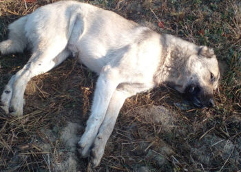 Çiftliğe atılan etten yiyen 5 Kangal köpeğinden 3'ü öldü