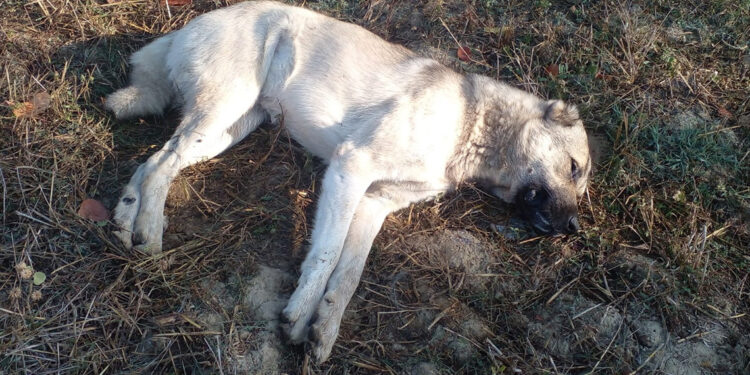 Çiftliğe atılan etten yiyen 5 Kangal köpeğinden 3'ü öldü