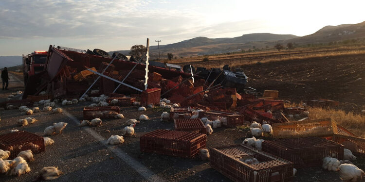 Devrilen TIR alev aldı; çok sayıda tavuk öldü