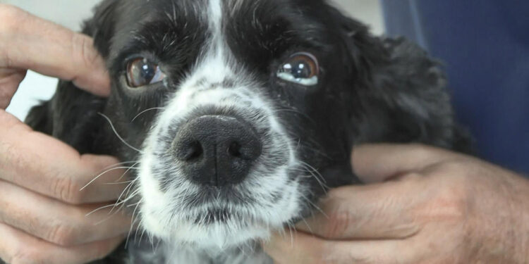 Evcil hayvanlarda obezite ve kanser vakaları arttı