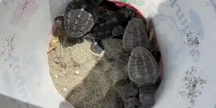 Gökçeada'da caretta caretta yuvası bulundu
