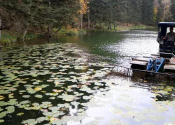 Gölcük tabiat parkı'nda göl yüzeyi temizleniyor