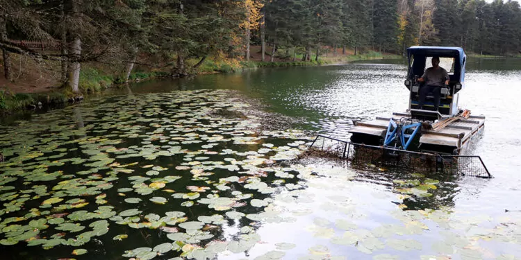 Gölcük tabiat parkı'nda göl yüzeyi temizleniyor