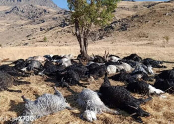 Hakkari'de yıldırım düştü, 62 küçükbaş öldü