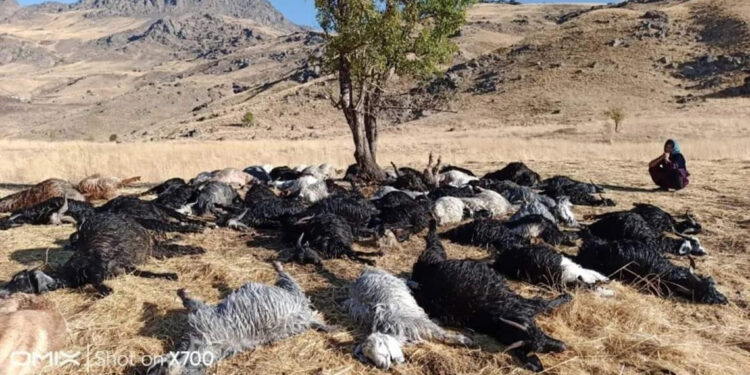 Hakkari'de yıldırım düştü, 62 küçükbaş öldü