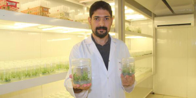 Hastalığa ve kuraklığa dayanıklı bitkiler klonlanıyor