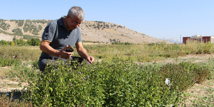 Isparta'da nane koleksiyonu bahçesi kuruldu
