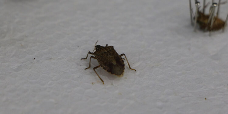 Kahverengi kokarca böceği görüldüğü yerde imha edilmeli
