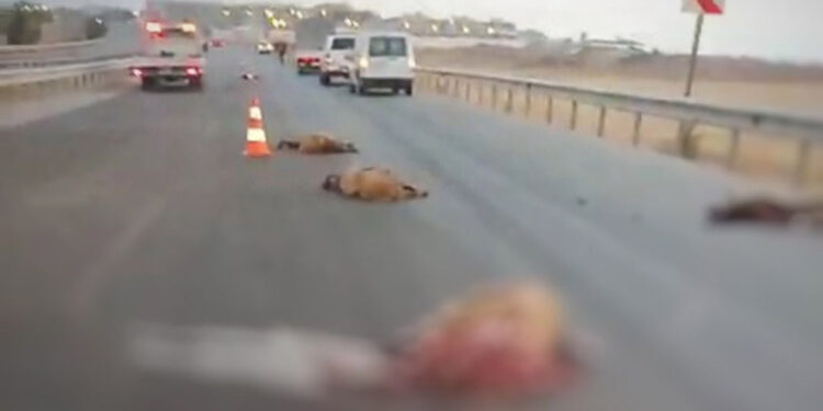 Kamyon sürüye çarptı; 17 koyun öldü