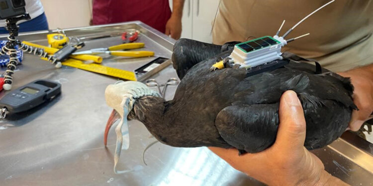 Kelaynaklara'kırmızı' koruma