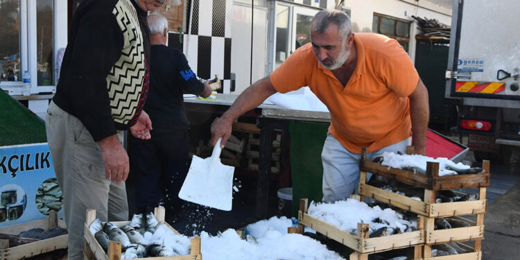Kırklareli'de lüfer bolluğu; balıkçıların yüzü güldü
