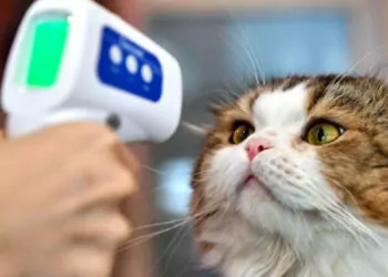 Koronavirüsün kedilerde görülme oranı