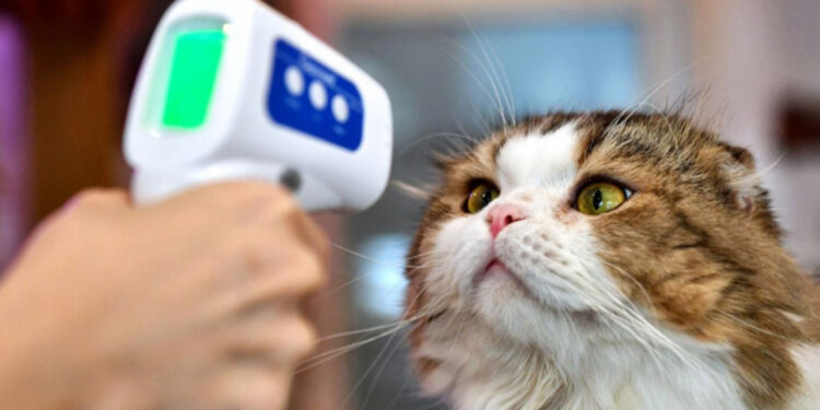 Koronavirüsün kedilerde görülme oranı