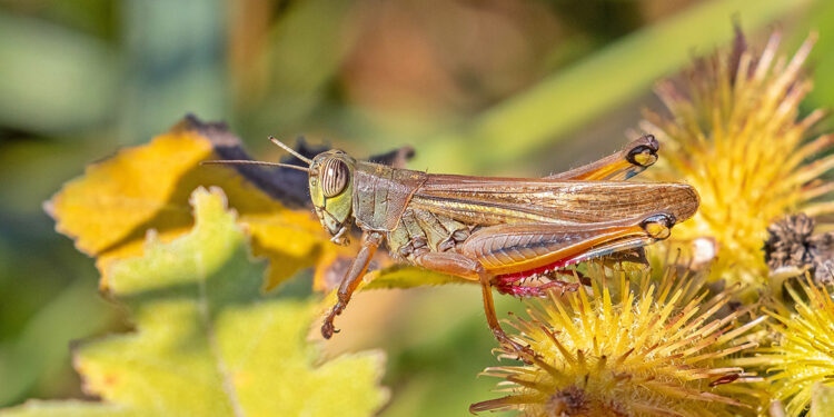 Küresel ısınma çekirge popülasyonunu artırdı