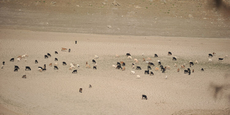 Kuruyan Demirtaş Barajı'nda hayvanlar otluyor