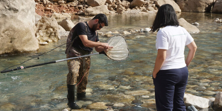 Leopar sazanı bulmak için Siirt’e geldiler