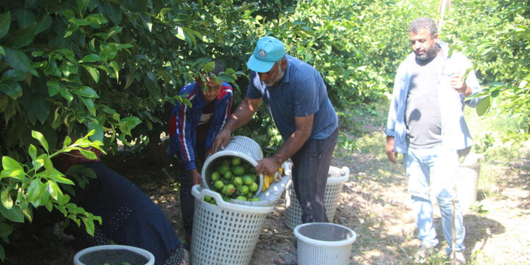 Limon toplama maliyeti kurtarmadığı için dalında kaldı