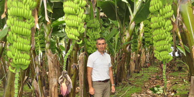 Manavgat'ta muz üretiminde 'organik' dönem