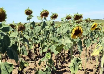 Milli ayçiçeği tohumu kuraklıkta yüzde 30 verim farkı yarattı