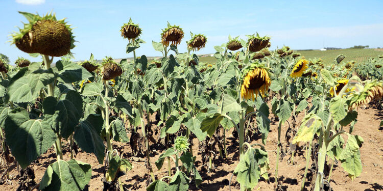 Milli ayçiçeği tohumu kuraklıkta yüzde 30 verim farkı yarattı