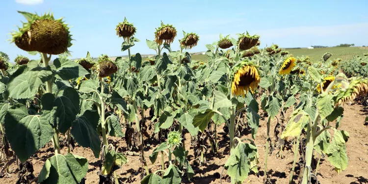 Milli ayçiçeği tohumu kuraklıkta yüzde 30 verim farkı yarattı