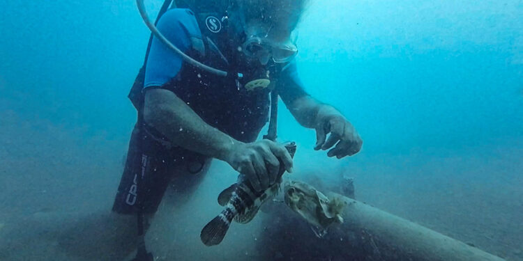 Misinaya takılan lagosa, hayat veren dokunuş