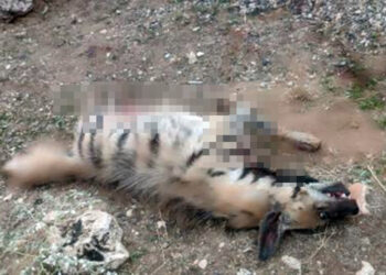 Nesli tehlike altındaki çizgili sırtlan ölü bulundu
