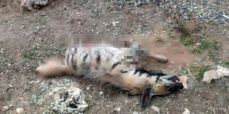 Nesli tehlike altındaki çizgili sırtlan ölü bulundu