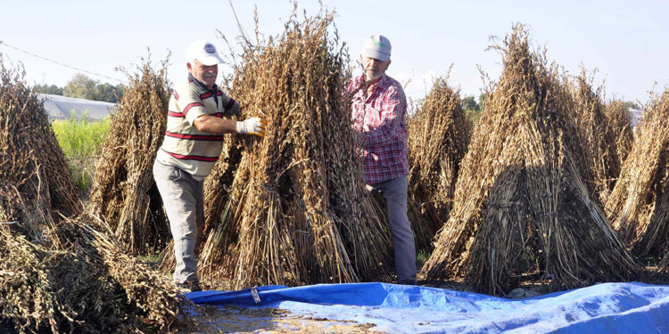 Osmanlı Sarayı'nın 'altın susamı' için verimlilik çalışması