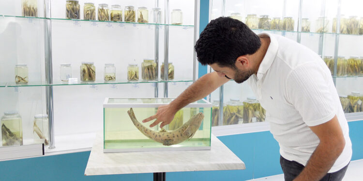 RTEÜ'lü bilim insanları, leopar sazanını arıyor