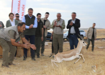 Şanlıurfa dağlarındaki ceylan sayısı 413'e ulaştı