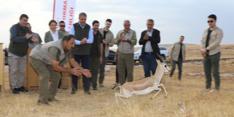 Şanlıurfa dağlarındaki ceylan sayısı 413'e ulaştı