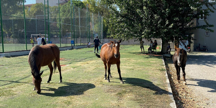 Spil'in simgesi yılkı atları, kent merkezine indi