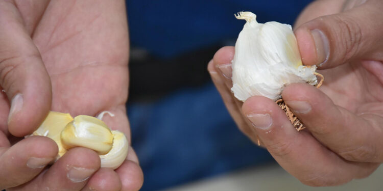 Taşköprü sarımsağı, Çin sarımsağından daha etkili