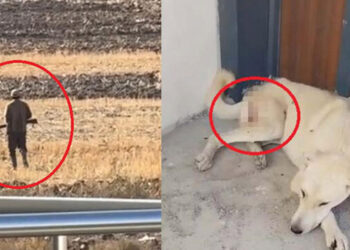 Tavuklarını yediğini iddia ettiği 2 köpeği tüfekle vurdu