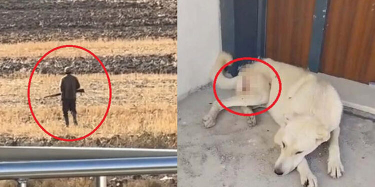 Tavuklarını yediğini iddia ettiği 2 köpeği tüfekle vurdu