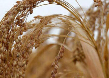 'Unutulmuş ürün' darı, geri dönüyor