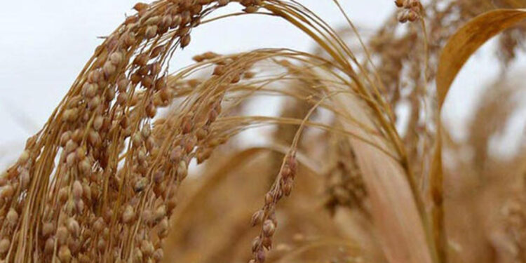 'Unutulmuş ürün' darı, geri dönüyor