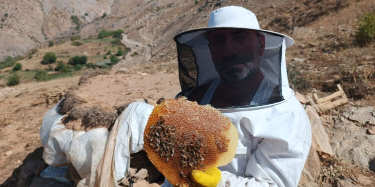 Ürettiği kara kovan balının kilosunu 2 bin 500 liradan satıyor