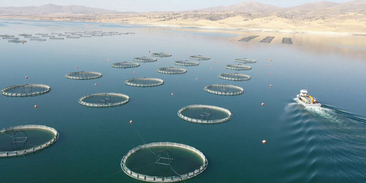 Uygun alanlarda istiridye yetiştiriciliğini başlatmayı planlıyoruz