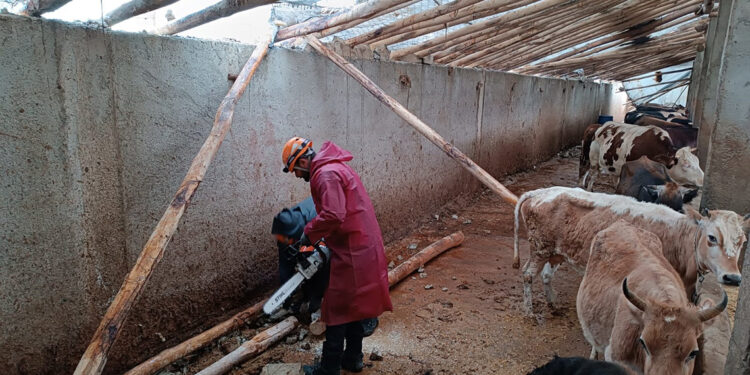 Van'da çıkan hortumda 22 büyükbaş öldü