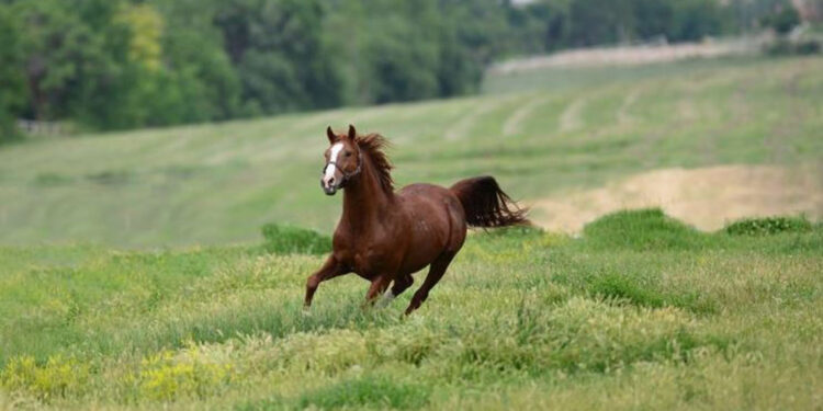 Yarış atı 'Özgünhan'ın yavrusuna rekor fiyat