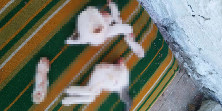 Yavru kedileri keserek öldüren şüphelinin kan donduran ifadesi