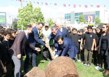 Zeytinburnu'nda 100 çınar ağacı dikilecek