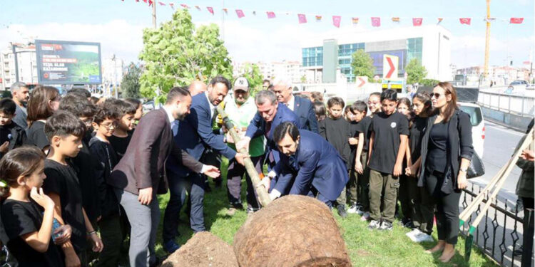 Zeytinburnu'nda 100 çınar ağacı dikilecek