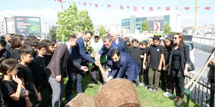 Zeytinburnu'nda 100 çınar ağacı dikilecek