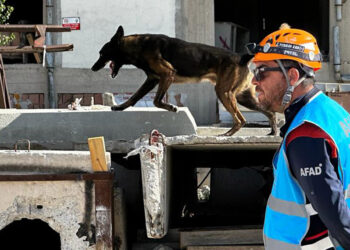 Zorlu sınavı geçebilen köpekler sertifika alacak